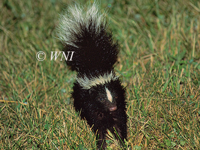 Striped Skunk (Mephitis mephitis)